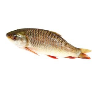 ROHU FISH